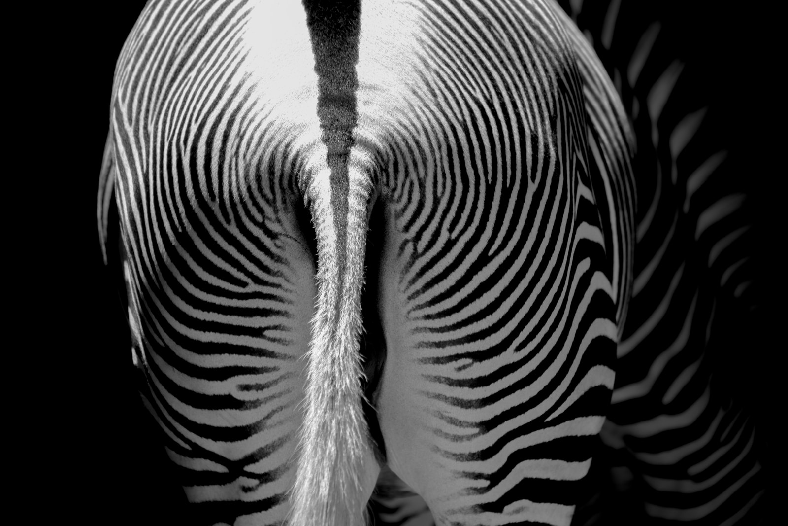 white and black zebra tail