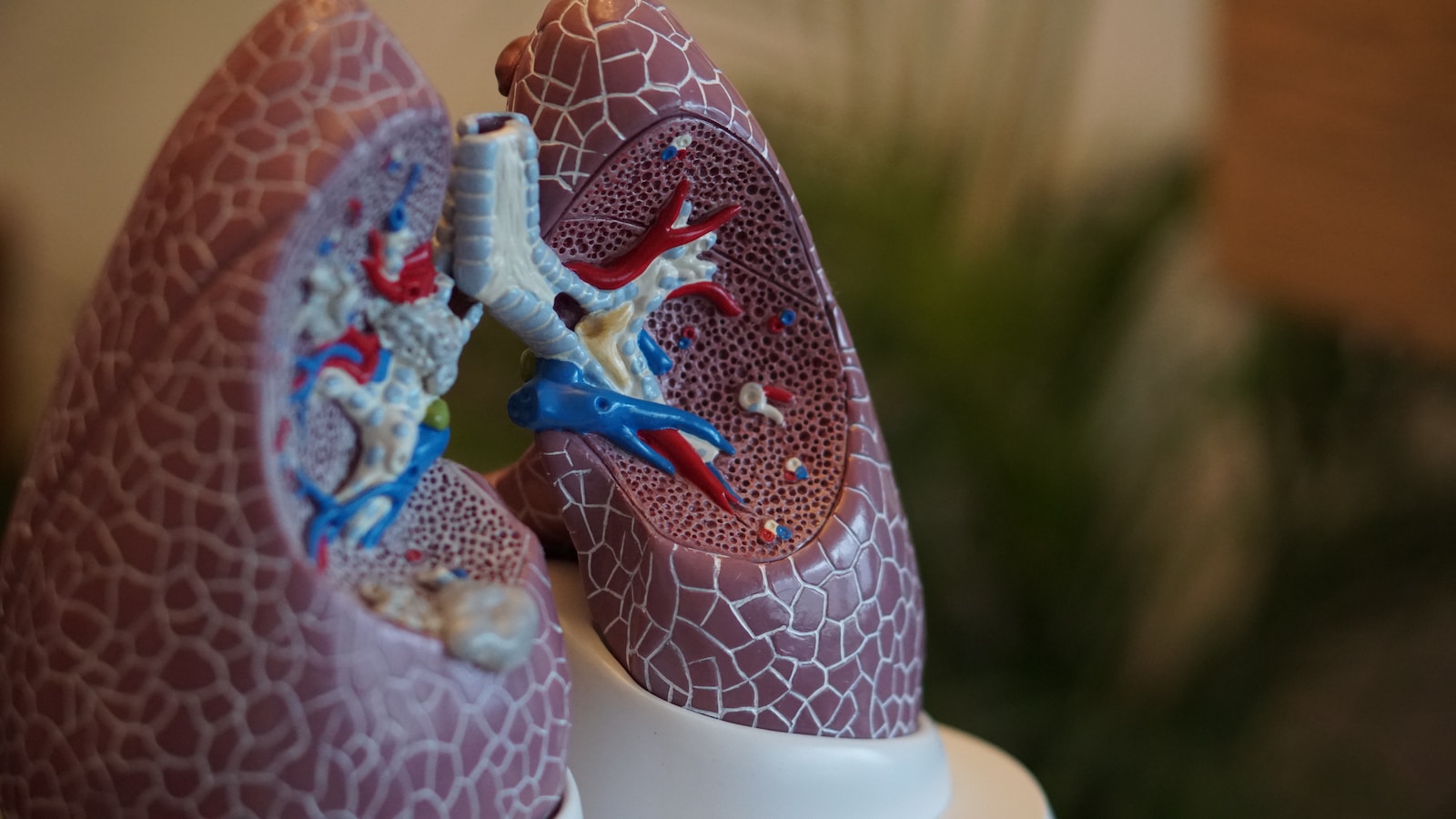 poumon en médecine