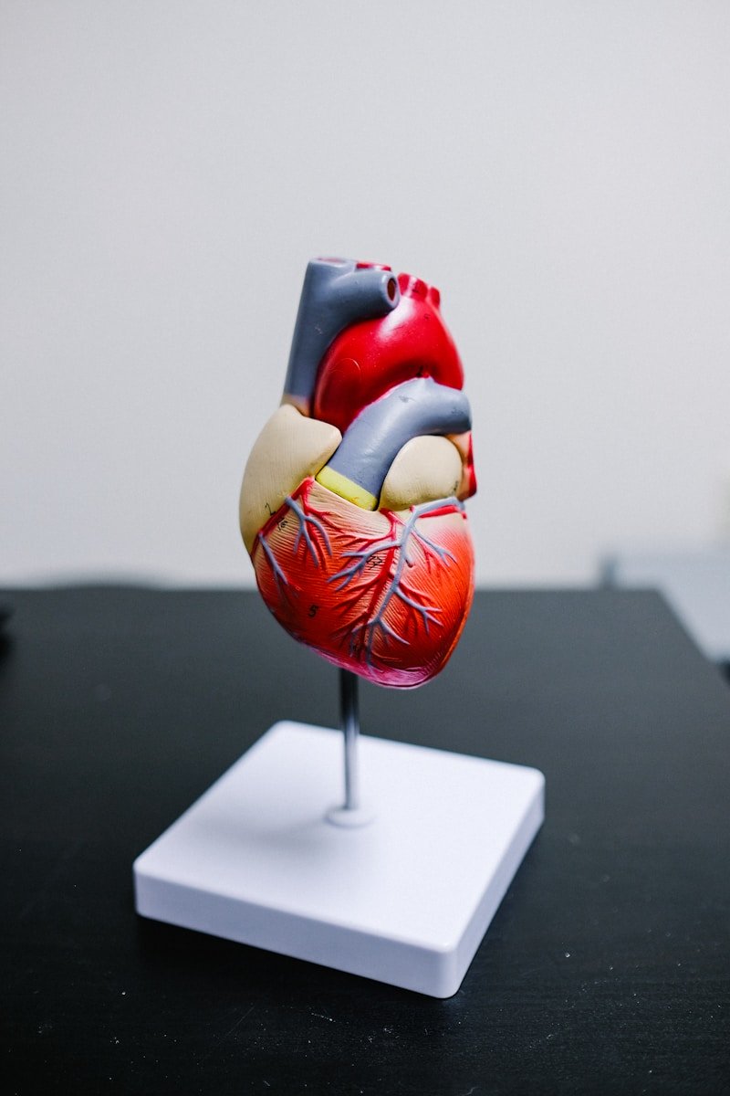 Comment fonctionnent les oreillettes du coeur ?