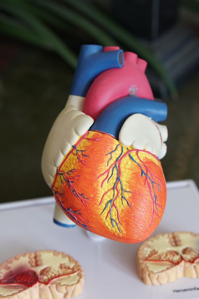 Comment fonctionnent les ventricules du coeur ?
